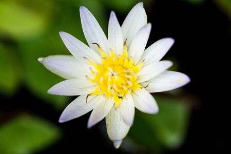 Flower in Chiang Mai - Thailand March 2020の写真素材