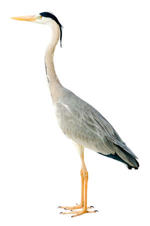 grey heron isolated on whiteの写真素材