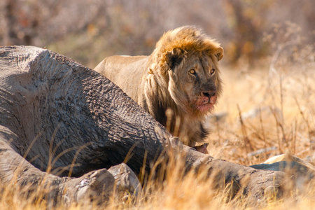 lion with prey namibiaの写真素材