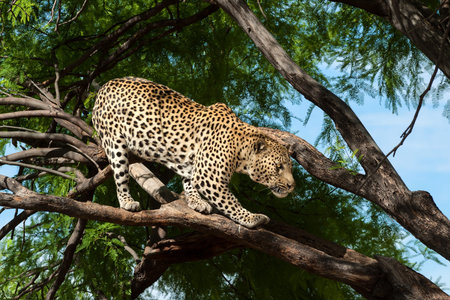leopard on tree namibia