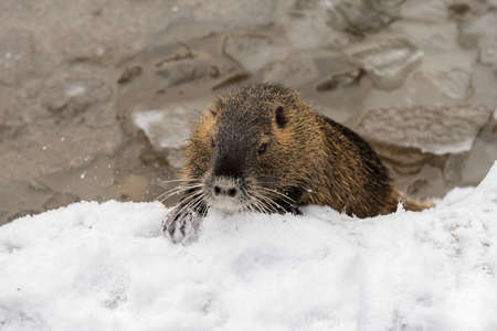 nutria in wintry landscape の写真素材