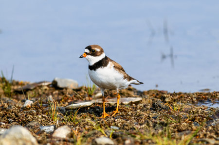 plover in natural habitatの写真素材