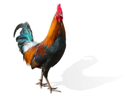 hawaiian rooster isolated on whiteの写真素材