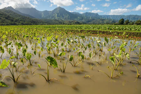 taro fields kauai hawaiiの写真素材