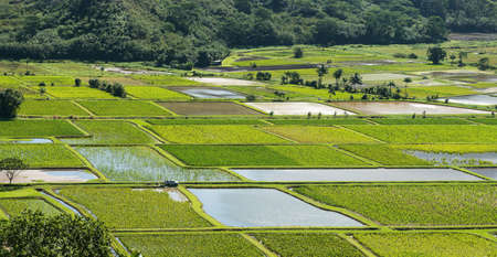 taro fields kauai hawaiiの写真素材