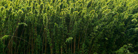 bamboo at the road to hana maui hawaiiの写真素材