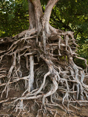 roots of an ironwood tree kauai hawaiiの写真素材