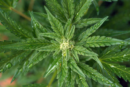 surface of young cannabis leafsの写真素材