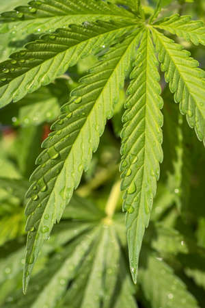 water drops on cannabis leafsの写真素材