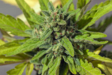 cannabis in blow ready for harvestingの写真素材