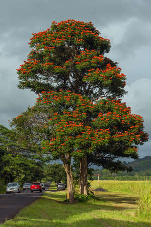 KAUAI, HAWAII, USA - DECEMBER 22, 2013: Tree with orange blossoms at Maluhia Road to Poipuのeditorial素材