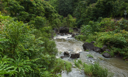 creek at hana road maui hawaiiの写真素材