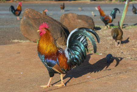 hawaiian rooster kauai hawaiiの写真素材