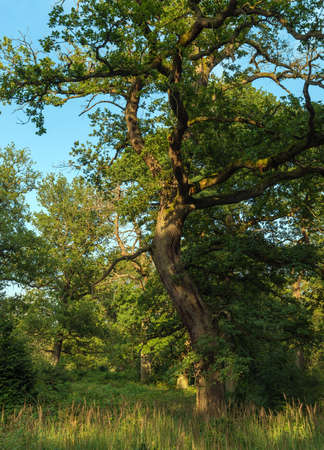 oak forestの写真素材