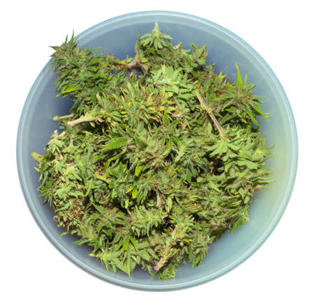 harvested cannabis on a plate isolated on whiteの写真素材