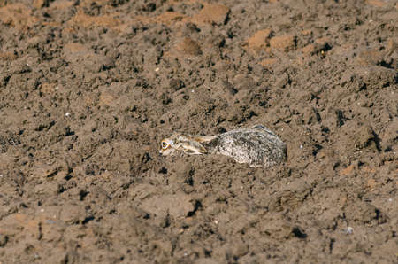 young camouflaging hare in a fieldの写真素材