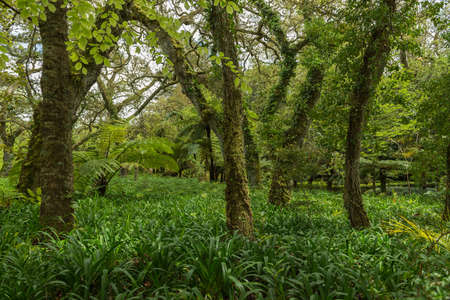 beech tree forest sao miguel azoresの写真素材