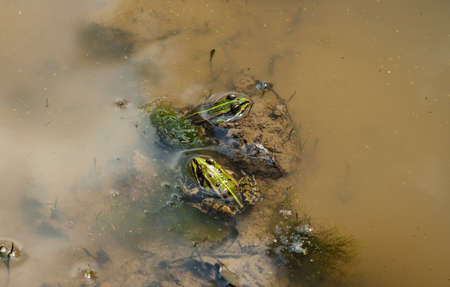 frog in a pondの写真素材