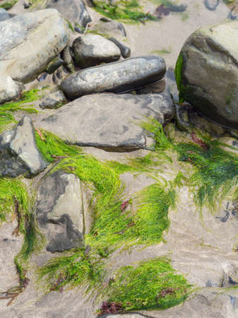 alga covered stones on an irish beachの写真素材