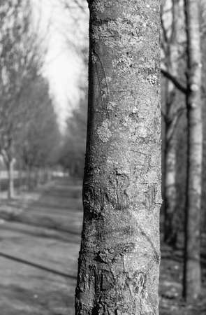 black and white closeup of an alley treeの写真素材