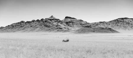 single oryx in namibia black and whiteの写真素材