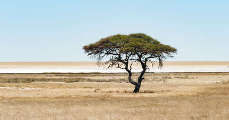 single acacia tree etosha namibiaの写真素材