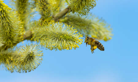 bee with the first food of the yearの写真素材