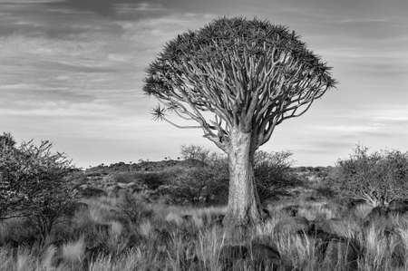 quiver tree namibia black and whiteの写真素材