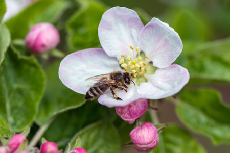 bee on the blossom of an apple tree