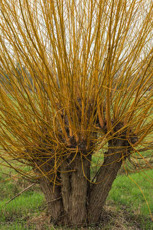 close up of a willowの写真素材