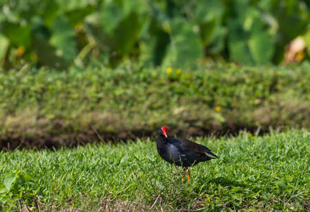 black rail within taro fields kauai,hawaiiの写真素材