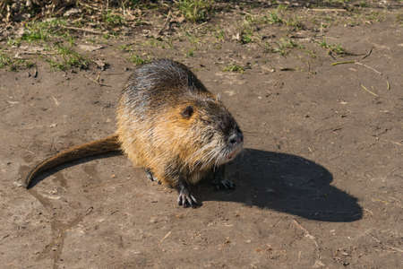 nutria common in urban landscapeの写真素材