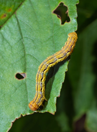 closeup of a caterpillar on a leaf