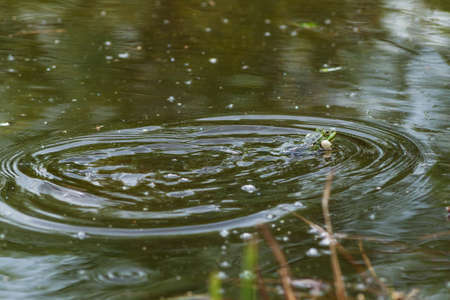 croaking frog in a small pondの写真素材