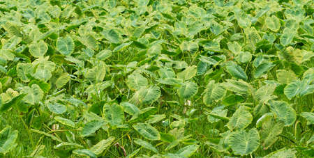 taro field san miguel azoresの写真素材