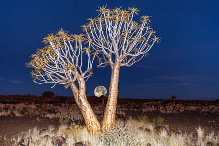 montage rising full moon quiver tree forest namibiaの写真素材