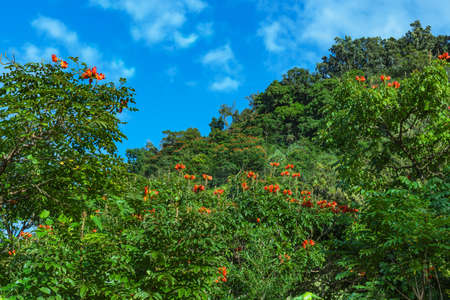trees in blow along the road to hana maui hawaiiの写真素材