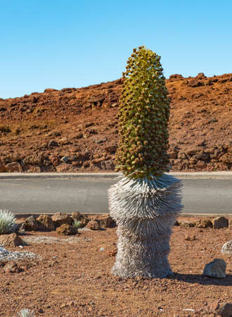silver sword at the parking area of the haleakala crater maui hawaiiの写真素材