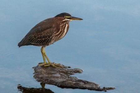 A green heron stands on a rock in the Tulpehocken Creek in eastern Pennsylvaniaの写真素材