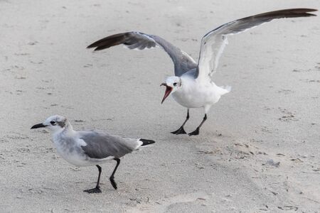 One tern squawks a warning to another who seems most abivalentの写真素材