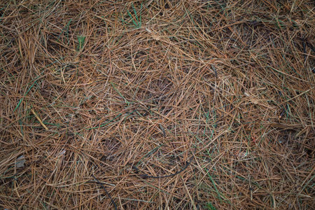 Background of pine needles on a forest floor