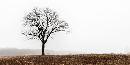 Lone tree silhouetted against a white sky in a winter meadow in Wyomissing Park in Berks County,...