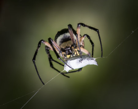 A Black and Yellow Garden Spider packs up another victim to eat later