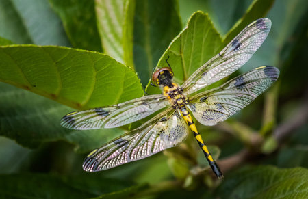 Calico Pennant dragonfly resting on leaves