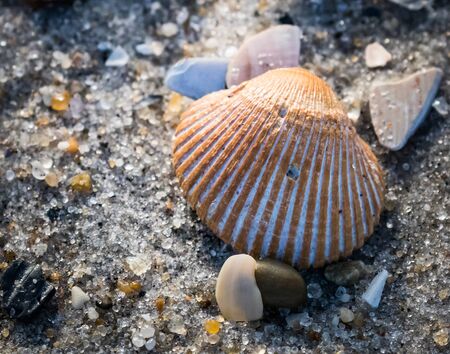 Closeup beach flotsam featuring a scallop shellの写真素材