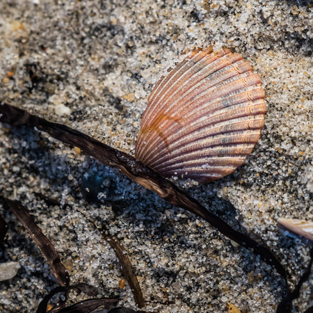Portrait of a beached scallop shell