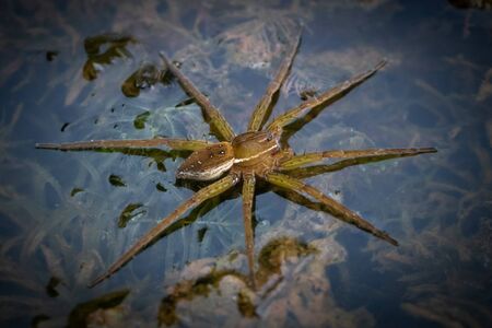 A Raft Spider floats above algae and pond cabbage awaiting its next victimの写真素材