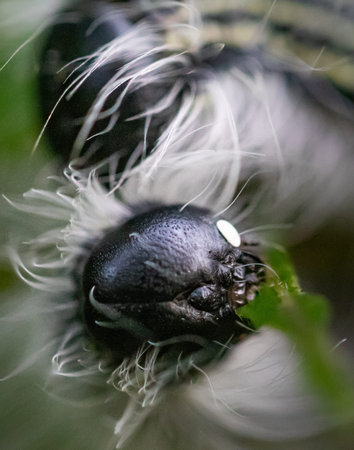 An Angus' Datana Moth caterpillar's head offers up a ghoulish impression