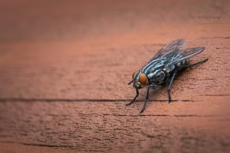 Closeup of a Flesh Fly with its compound eyes