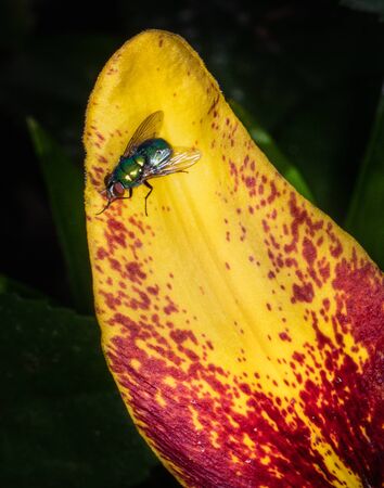 A Green Bottle Fly standing on a bright leaf appears to be washing its hands before dinnerの写真素材